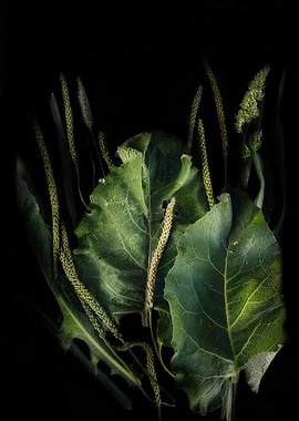 burdock leaves