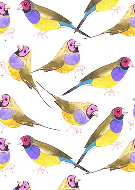 Gouldian finch birds