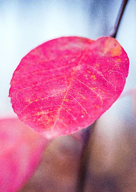 Elegant cotoneaster leaves