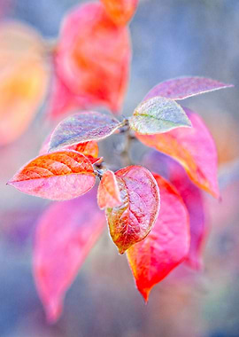 Charming cotoneaster