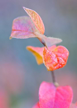 Colorful cotoneaster