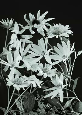 Coneflowers background