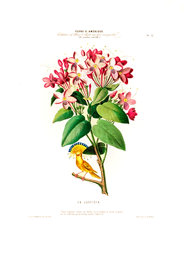 Botanical La Justicia