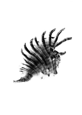 black and white one mambed