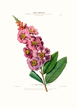 Le Lagerstroemia Regina