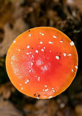 Amanita muscaria mushroom