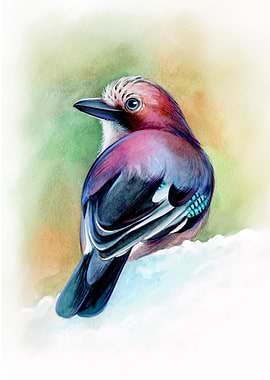 Watercolor Eurasian Jay