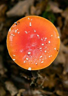 Amanita muscaria mushroom