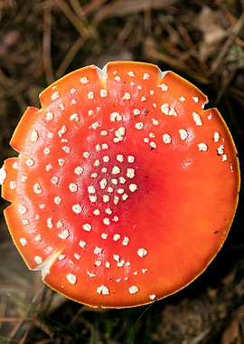 Amanita muscaria mushroom