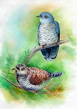 Common Cuckoos
