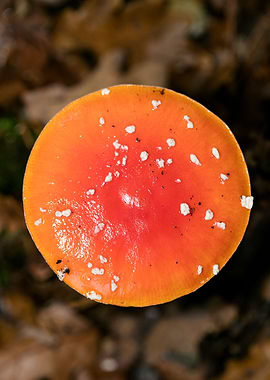 Amanita muscaria mushroom