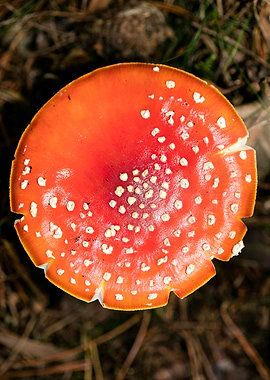 Amanita muscaria mushroom