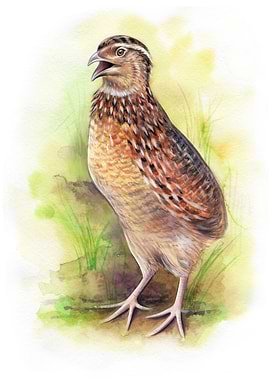 Watercolor Common Quails