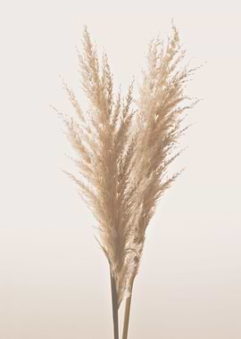 PAMPAS REED 02