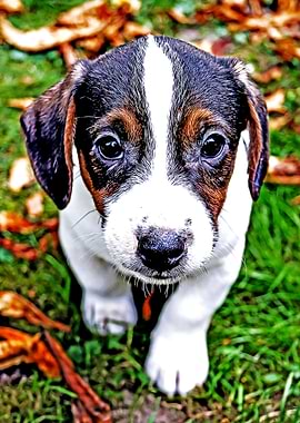 Beagle Puppy