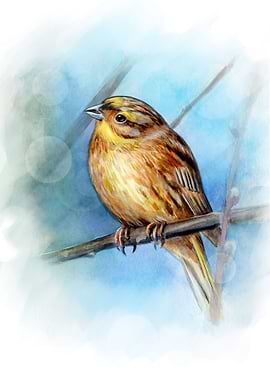 Watercolor Yellowhammer