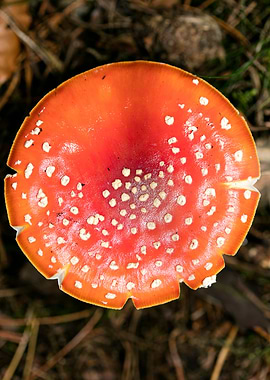 Amanita muscaria mushroom
