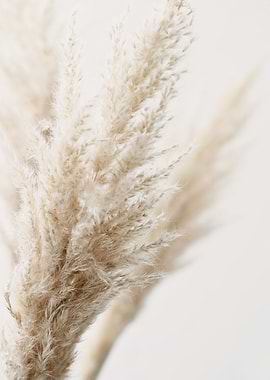 PAMPAS REED 01