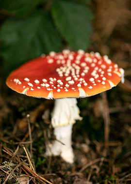 Amanita muscaria mushroom