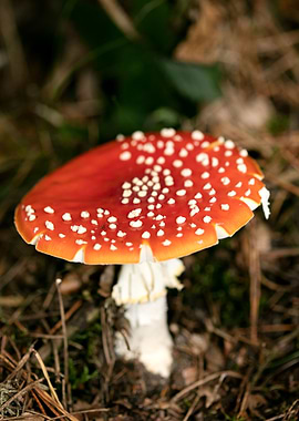 Amanita muscaria mushroom