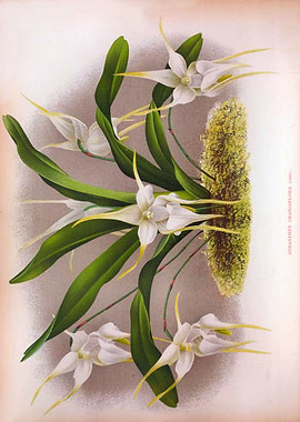 Aeranthes White Orchids