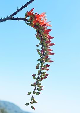 Ocotillo Flower 01