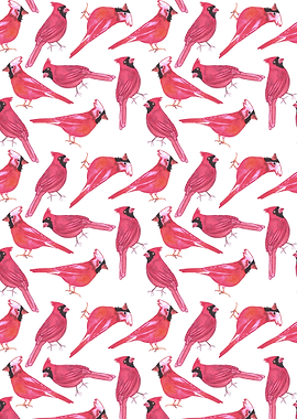 Northern cardinal birds