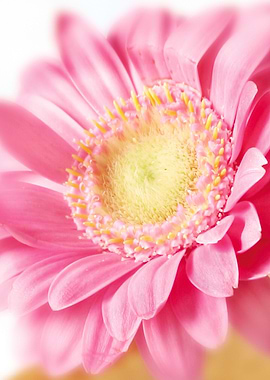 Magnified pink gerbera