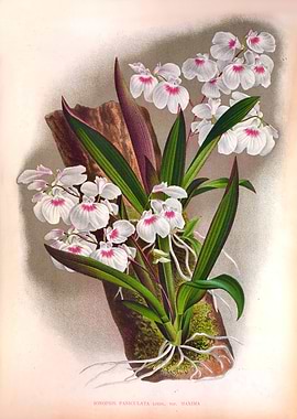 Ionopsis Paniculata Orchid