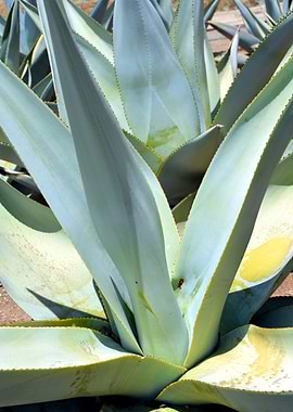 blue agave