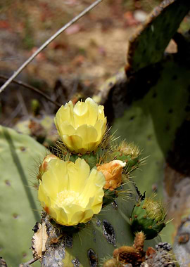 cactus flower