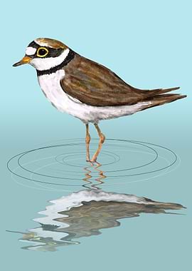 Little ringed plover