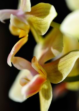orchid yellow