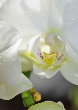 orchid white color