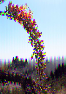 Ocotillo Analog Flower 02