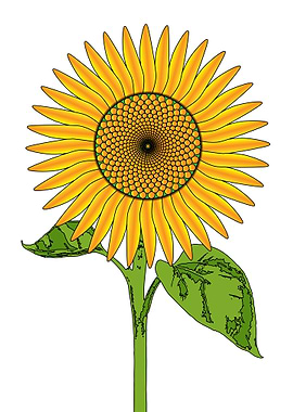 Giant Bright Sunflower