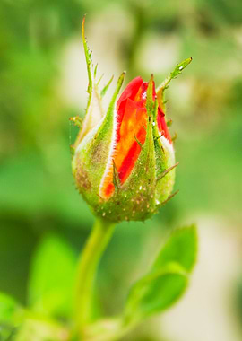 Rose bud