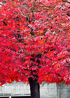 Red tree in city