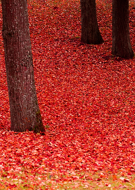 Coloful autumn leaves