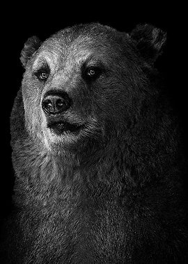 wild black Bear poster