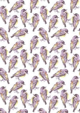 Eastern Yellow robin