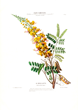 La Bresillette Botanical