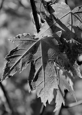 Maple leaf in monochrome