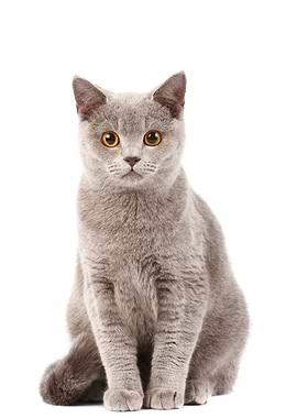 British Cats