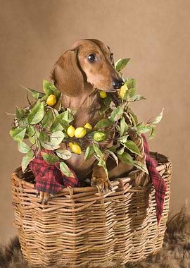 Dachshund Pomeranian Spi