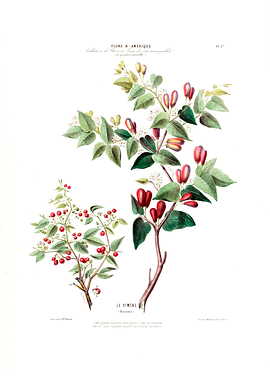 Le Piment Red Botanical