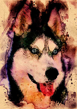 Tikaani our Siberian Husk