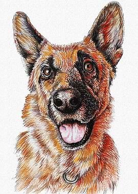 GERMAN SHEPHERD PORTRAIT