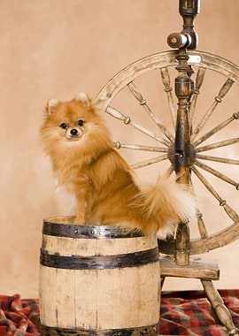 Dachshund Pomeranian Spi