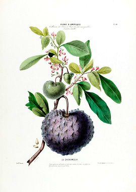 Le Cheremolia Botanical